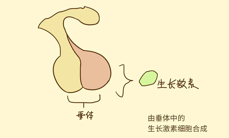 科普 生长激素——会引起肥胖吗？