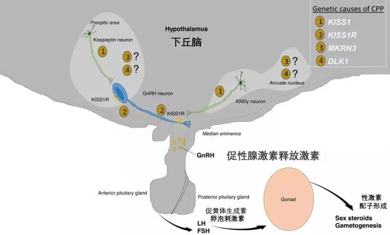 揭开儿童发育“面纱”，探寻γ氨基丁酸的奥秘！